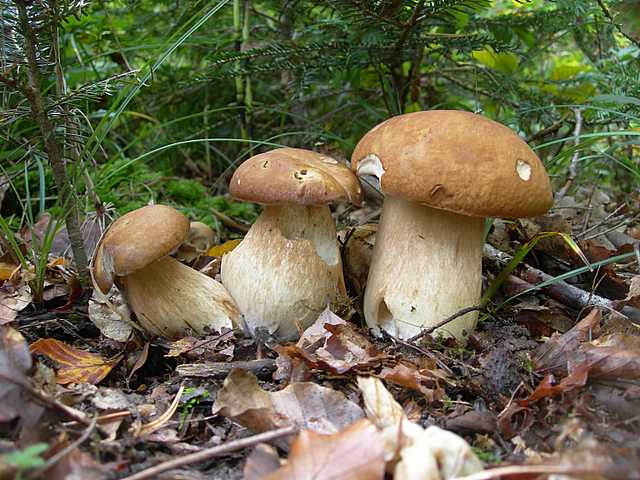 Le  meraviglie della foresta